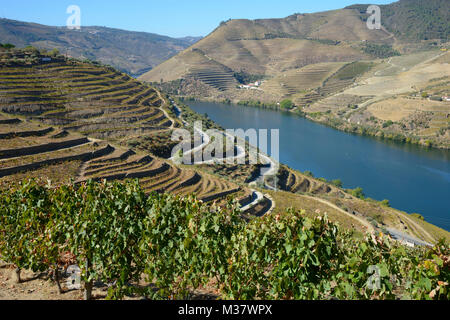 Weinberge auf künstlichen Terrassen auf den Hügeln des Douro Tal, Portugal, Europa Stockfoto