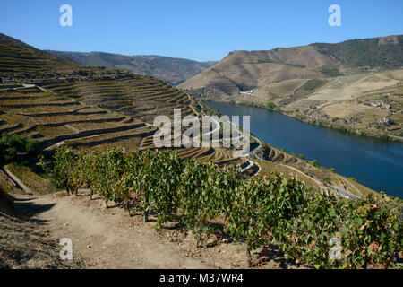 Weinberge auf künstlichen Terrassen auf den Hügeln des Douro Tal, Portugal, Europa Stockfoto