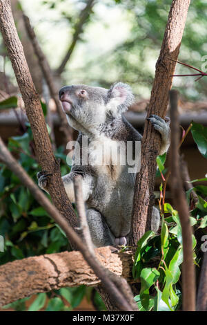 Koala im Currumbin Wildlife Sanctuary Stockfoto