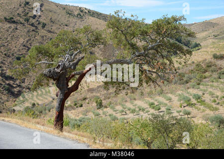 Cork Eiche in der Douro-Talregion im Norden Portugals, Europa Stockfoto