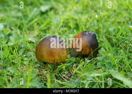 Schwärzung Waxcap: Hygrocybe conica. Surrey, Großbritannien. Stockfoto