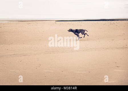 Schöner Hund, Chesapeake Bay Retriever, Laufen am Strand Stockfoto