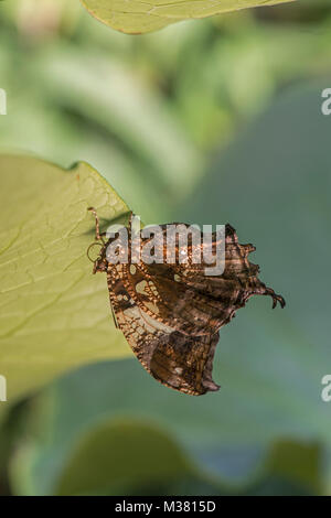 Marmorierte Leafwing Butterfly: Hypna klytämnestra. Unterseite der Flügel. Stockfoto