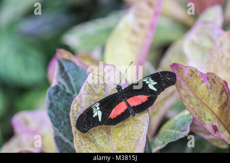 Montane Longwing Butterfly: Heliconius clysonymus. Schmetterlingshaus, Surrey, Großbritannien. Stockfoto