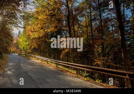road in the woods in the fall Stockfoto