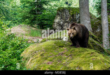 Europäische Braunbären auf Moos bedeckt Rock Stockfoto