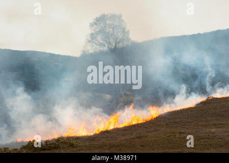 Heather in Brand während einer Trockenperiode von Wetter im Hochland Schottlands. Stockfoto