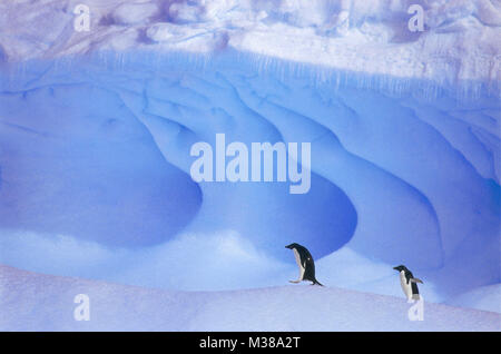 Der Antarktis. Adelie Pinguine (Pygoscelis adeliae) Wandern auf Eisberg mit Eiszapfen. Stockfoto