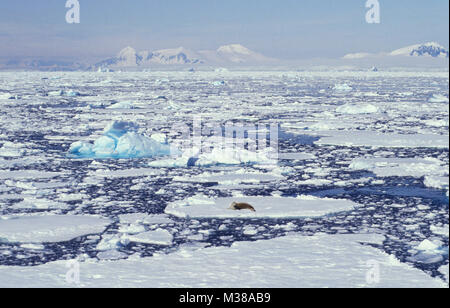 Der Antarktis. Landschaft der schwimmende Eisberge und Packeis und Scholle mit Krabbenesser (Lobodon carcinophagus). Stockfoto