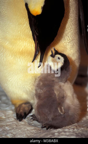 Der Antarktis. Kaiserpinguine (Aptenodytes forsteri) mit Jungen, Huhn. Stockfoto