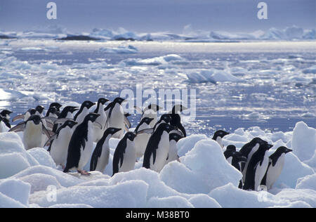 Der Antarktis. Landschaft der schwimmende Eisberge und Packeis und Scholle mit Adelie Pinguine (Pygoscelis adeliae). Stockfoto