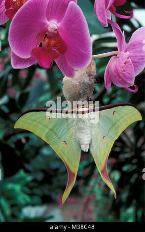 Vietnam. In der Nähe von Son La Schmetterling. Indian Moon Moth (Actias selene). Orchidee. Stockfoto