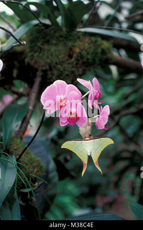 Vietnam. In der Nähe von Son La Schmetterling. Indian Moon Moth (Actias selene). Orchidee. Stockfoto