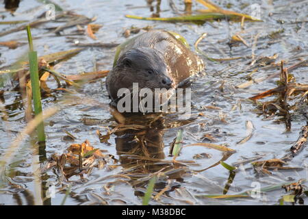 Eurasische Fischotter in Fluss, (Lutra lutra) Santon Downham, Suffolk, England, Vereinigtes Königreich Stockfoto