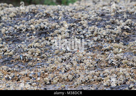 Ruddy Turnstone Fütterung auf Shoreline, (Arenaria interpres) RSPB Titchwell Strand, Norfolk, England, Vereinigtes Königreich Stockfoto