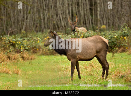 WA 13322-00 ... WASHINGTON - Elche grasen auf einer Wiese in der Quinault River Valley Gegend der Olympic National Park. Stockfoto