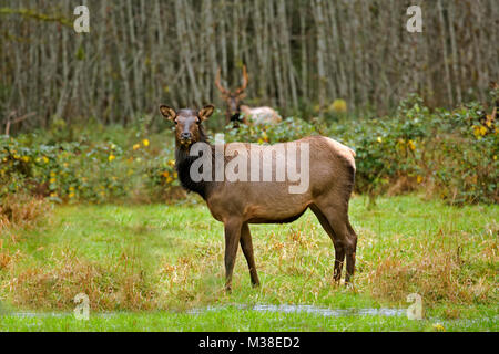 WA 13323-00 ... WASHINGTON - Elche grasen auf einer Wiese in der Quinault River Valley Gegend der Olympic National Park. Stockfoto