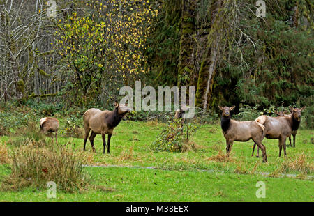 WA 13324-00 ... WASHINGTON - Elche grasen auf einer Wiese in der Quinault River Valley Gegend der Olympic National Park. Stockfoto