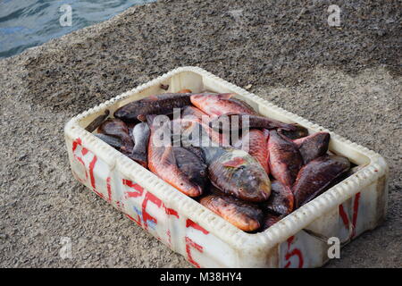 Box mit Fisch auf dem Bootssteg der Fischmarkt von Mindelo Stockfoto
