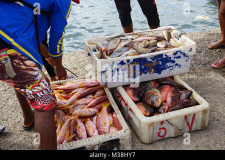 Boxen mit Fisch, stehend auf dem Bootssteg in Mindelo Hafen Stockfoto