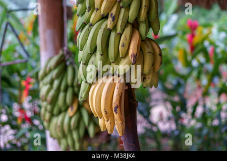 Frisch gepflückt Banane Stengel frisches Essen aus dem Dschungel Stockfoto