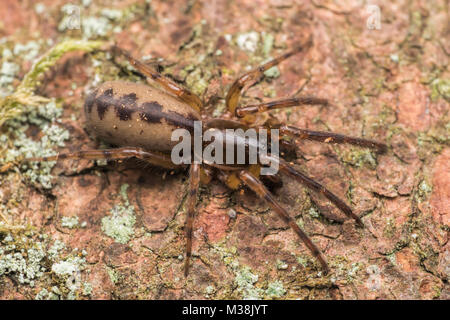 Snake-zurück-Spinne (Segestria senoculata) ruht auf Baumrinde. Tipperary, Irland. Stockfoto