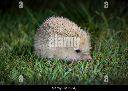 Die Alderney blonde Igel ist sehr selten und nicht ein Albino. Mangel an Fleischfresser auf Alderney bedeuten diese Tiere zahm sind und viel von Touristen geliebt Stockfoto