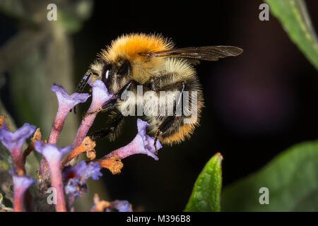 Eine Hummel Fütterung auf Nektar aus einer Budlea Blume. Entweder ein Mann oder ein Kuckuck Bumble Bee, da es keine Pollen Sack auf der Hinterhand hat. Stockfoto