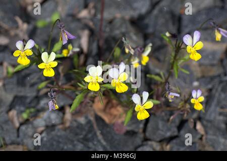 Wildes Stiefmütterchen, Viola tricolor Stockfoto