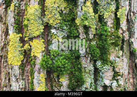 Moos und gelbe Flechten wachsen in einer Amtsleitung eines Willow Stockfoto