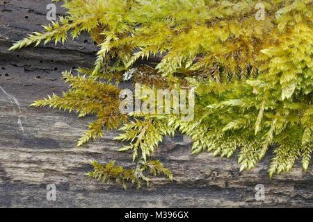 Rauh - angepirscht Feder - Moos, Brachythecium rutabulum Stockfoto