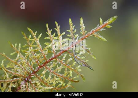 Hylocomoium splendens, allgemein bekannt als glitzerndes Holzmoos, herrliches Federmoos oder Treppenmoos Stockfoto