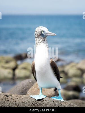 Galapagos Inseln im Jahr 2015 getroffen Stockfoto