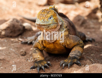 Galapagos Inseln im Jahr 2015 getroffen Stockfoto