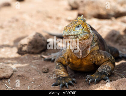 Galapagos Inseln im Jahr 2015 getroffen Stockfoto