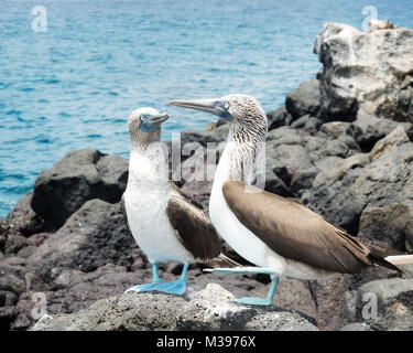 Galapagos Inseln im Jahr 2015 getroffen Stockfoto