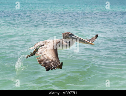 Galapagos Inseln im Jahr 2015 getroffen Stockfoto