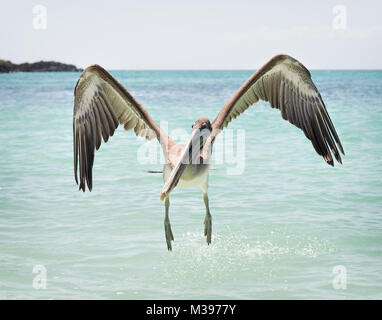 Galapagos Inseln im Jahr 2015 getroffen Stockfoto