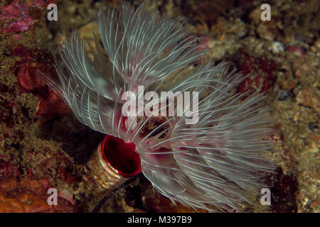 Herrliche tube Worm (Sabellastarte magnifica). Puerto Galera, Philippinen Stockfoto