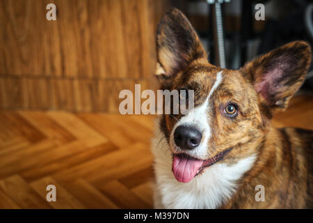 Welpe Welsh Corgi Cardigan mit bandagierten Ohren Stockfoto