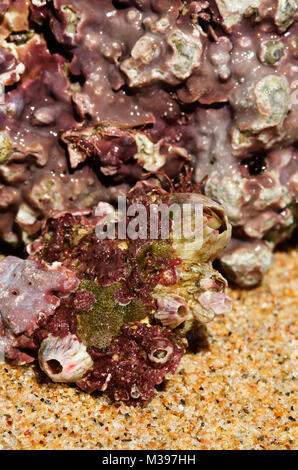 Detail eines Roten Meer Stein, der von der Küste mit den Resten der barnacle Muscheln zerrissen wurde und einige mehr junge seepocken. Milfontes, Portu Stockfoto