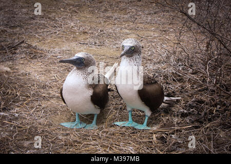 Ein paar Blue footed boobies, für einen Spaziergang. Stockfoto