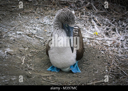 Blue footed Booby Erwärmung Ei im Nest Stockfoto