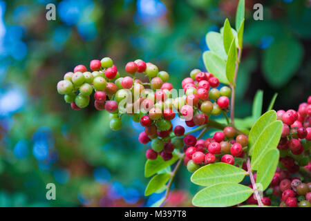 Ein Cluster von wilden Roten Beeren Stockfoto