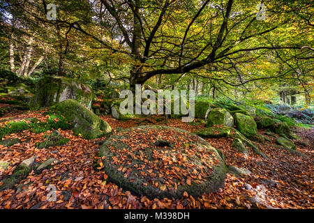 Abgebrochene Mühlstein im Herbst, padley Schlucht, Grindleford, Nationalpark Peak District, Derbyshire, England, Großbritannien Stockfoto