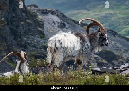 Wilde Wilde Ziegen, Dinorwic Steinbruch, Snowdonia National Park, North Wales, UK Stockfoto