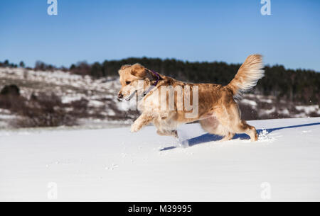 Labrador Retriever Hund Spielen im Schnee im Winter im Freien Stockfoto