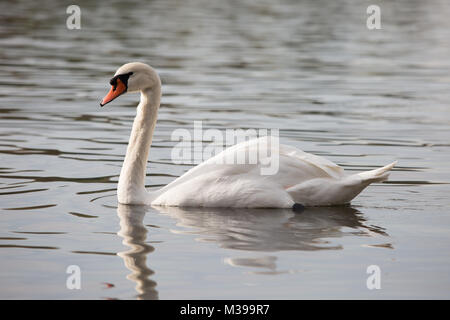 Schwan auf blauer Seewasser im sonnigen Tag, Schwäne am Teich, Natur-Serie Stockfoto