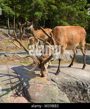 Red Deer (Cervus elaphus) essen Korn Stockfoto