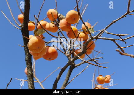 Reife orange Koreanischen persimonen auf dem Baum gegen den blauen Himmel im Herbst, Südkorea Stockfoto